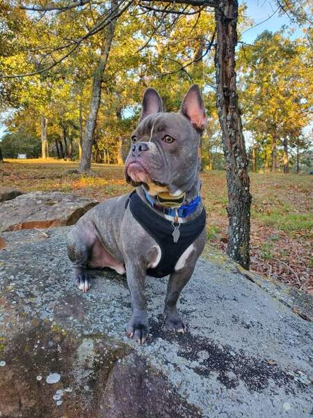 Tank