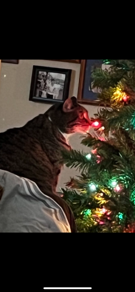 Maximus Bearpaw Berryhill
