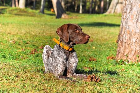 Copper