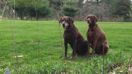 Pal and Belle