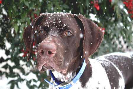 Deacon 