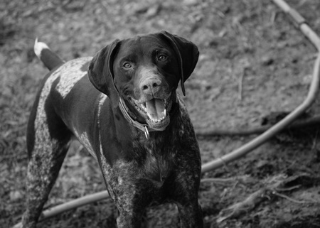 Greta