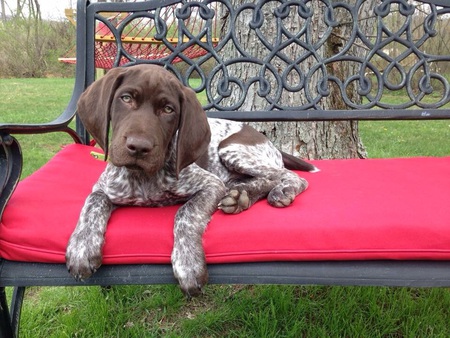 Ruger