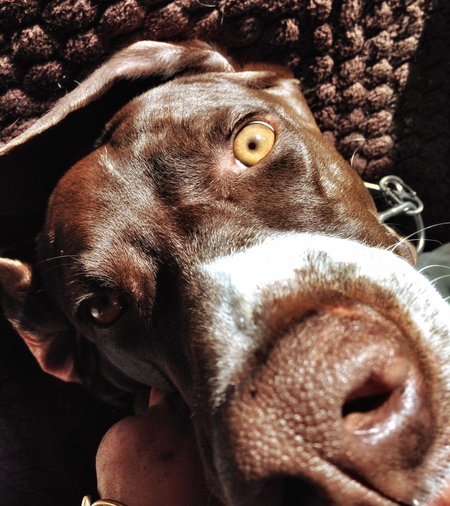 Bluto 
