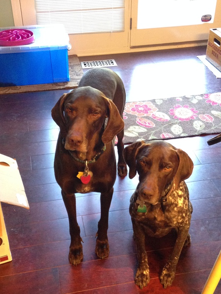 Duke & Cleo