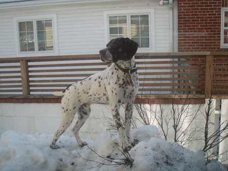 Rocky