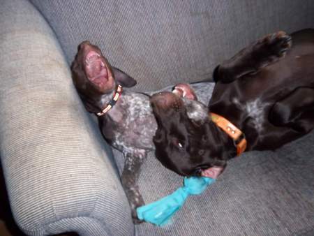 Benelli (solid) Abby (spotty)