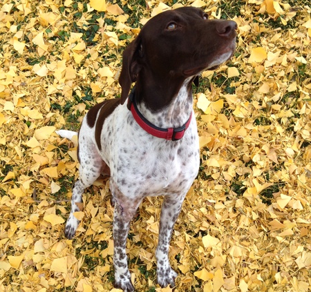 Schatzi