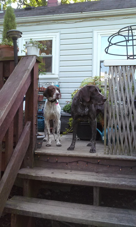 Luna and Blitz