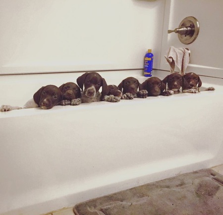 Titan and Browning's litter 