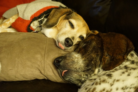 Oskar and Puddy