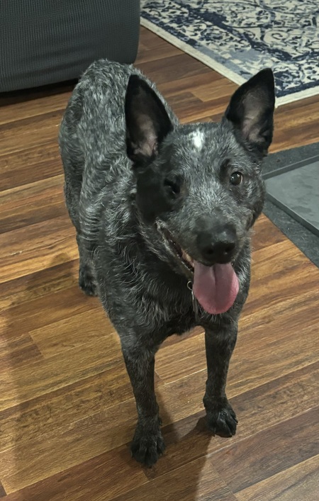 Reuben 