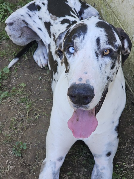 Pongo 