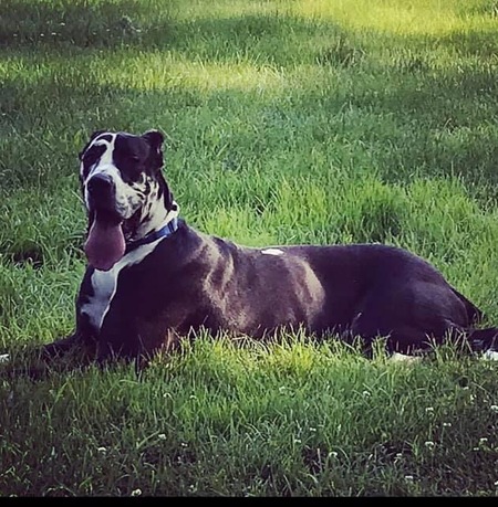 King Leonidas “Leon”