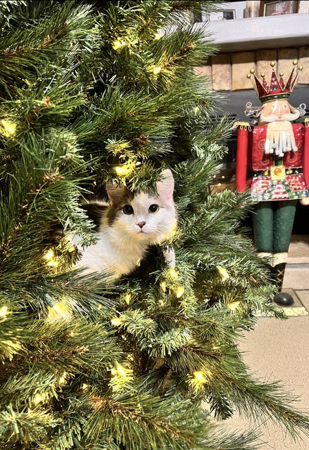 Gracie