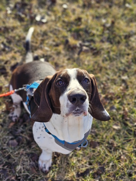 Opie