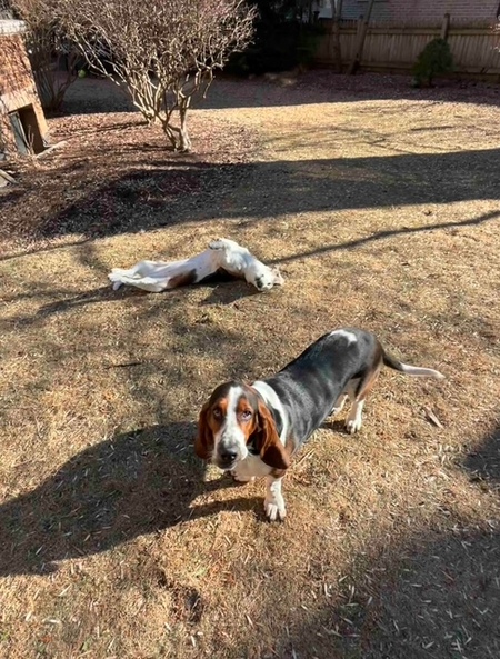 Archie and Rexie