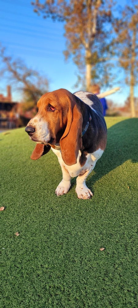 Piper
