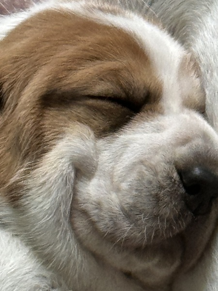 Theodore