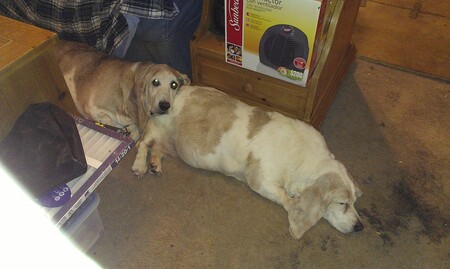 Rosie & Snowpea