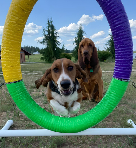 Rooney the Flying Basset