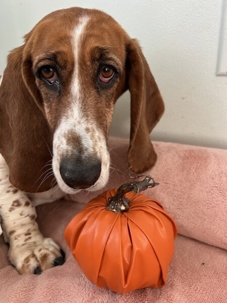 Pumpkin