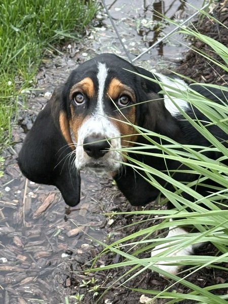 Dudley 
