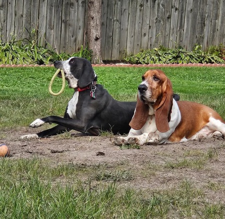 Hank with non-basset, Sherman