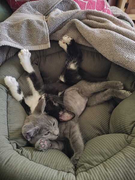Clove & Sula