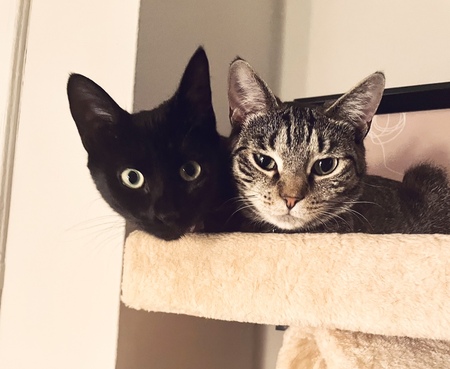 Indigo & Violet