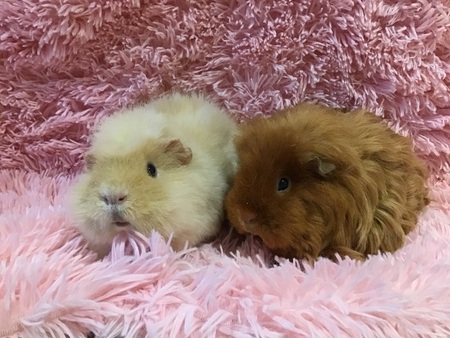 Peaches and Cookie
