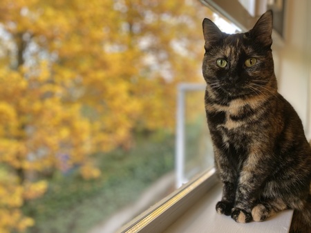 Entry image for Olive Decker. Clicking this image will show a larger photo