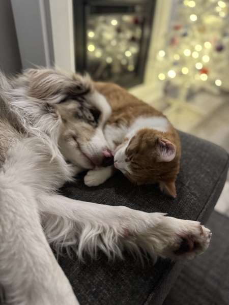Mikko and Marley