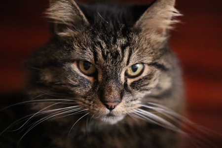 Lucifur 