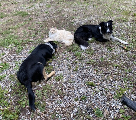 Rio, Skittles, Diego
