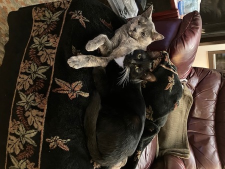 Evie & Coco