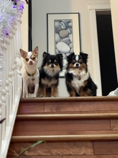 pablo, mali, milo