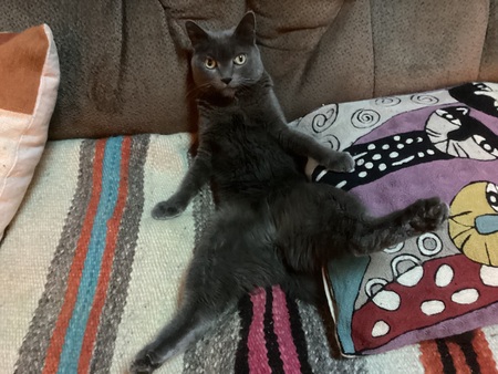 Basil 