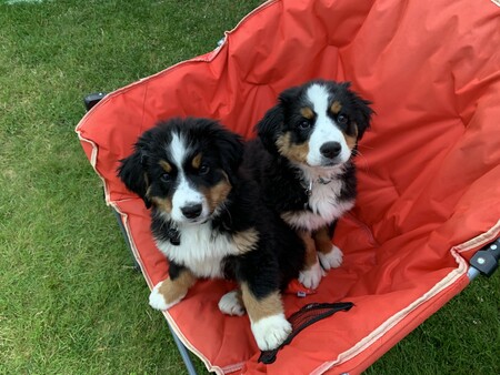 Nala and Lola