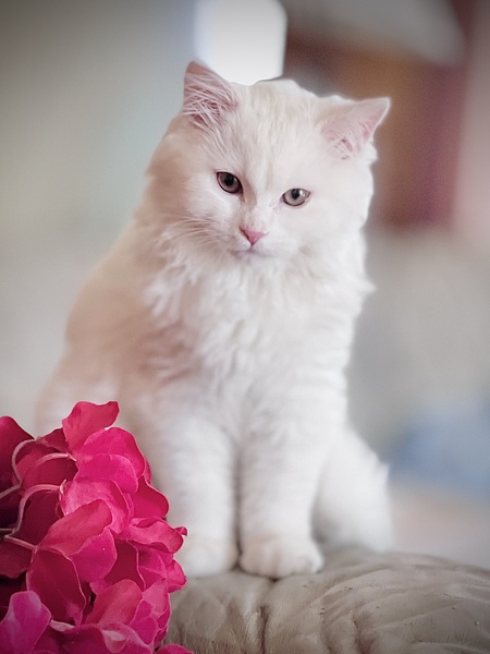 Duchess