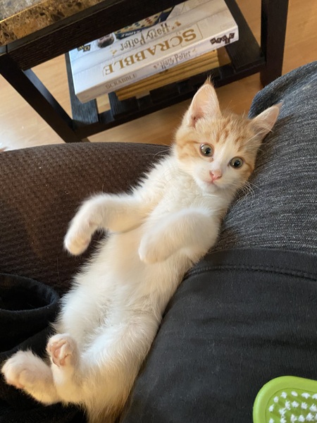 Baby Meeko