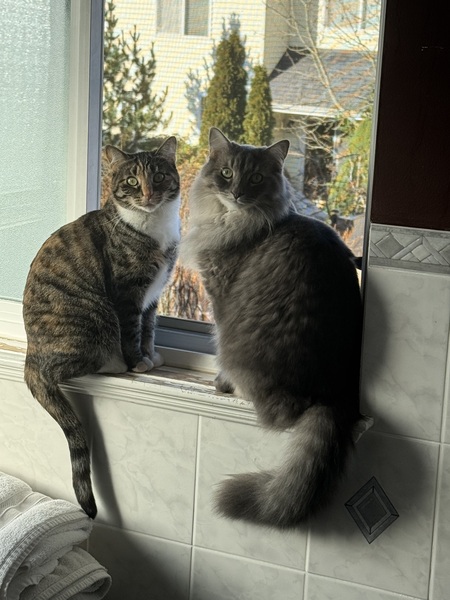 Nala and Simba 