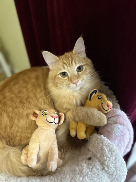 Simba