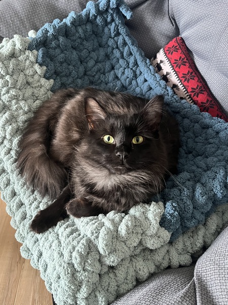 Raven Mischief Mosher