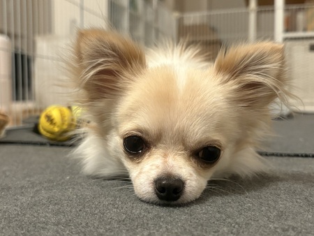 Chiroro