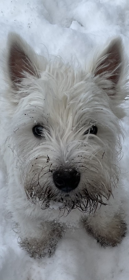 Rupert Bear