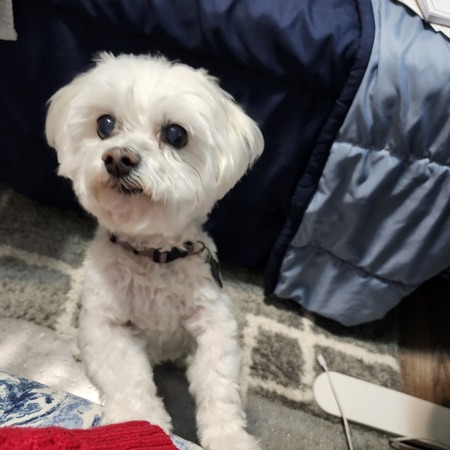 Daisy
