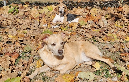 Tucker and Honey