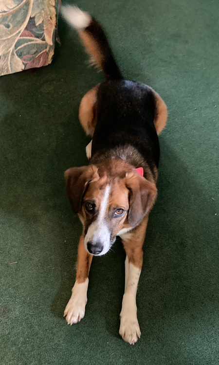 Rufus
