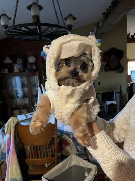 Floh
